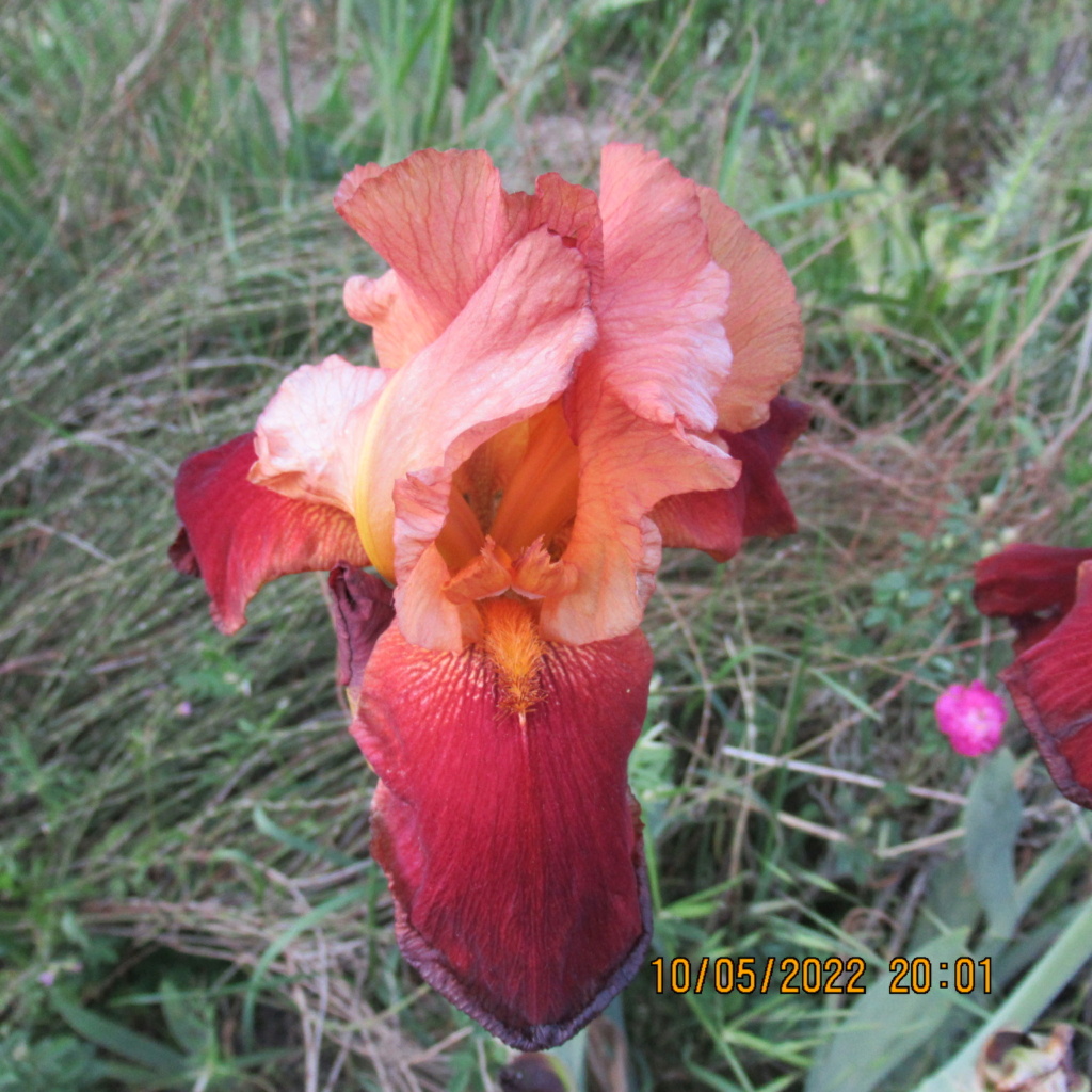Floraison d'iris de 2017 ....... à 2022 - Page 10 Img_8330