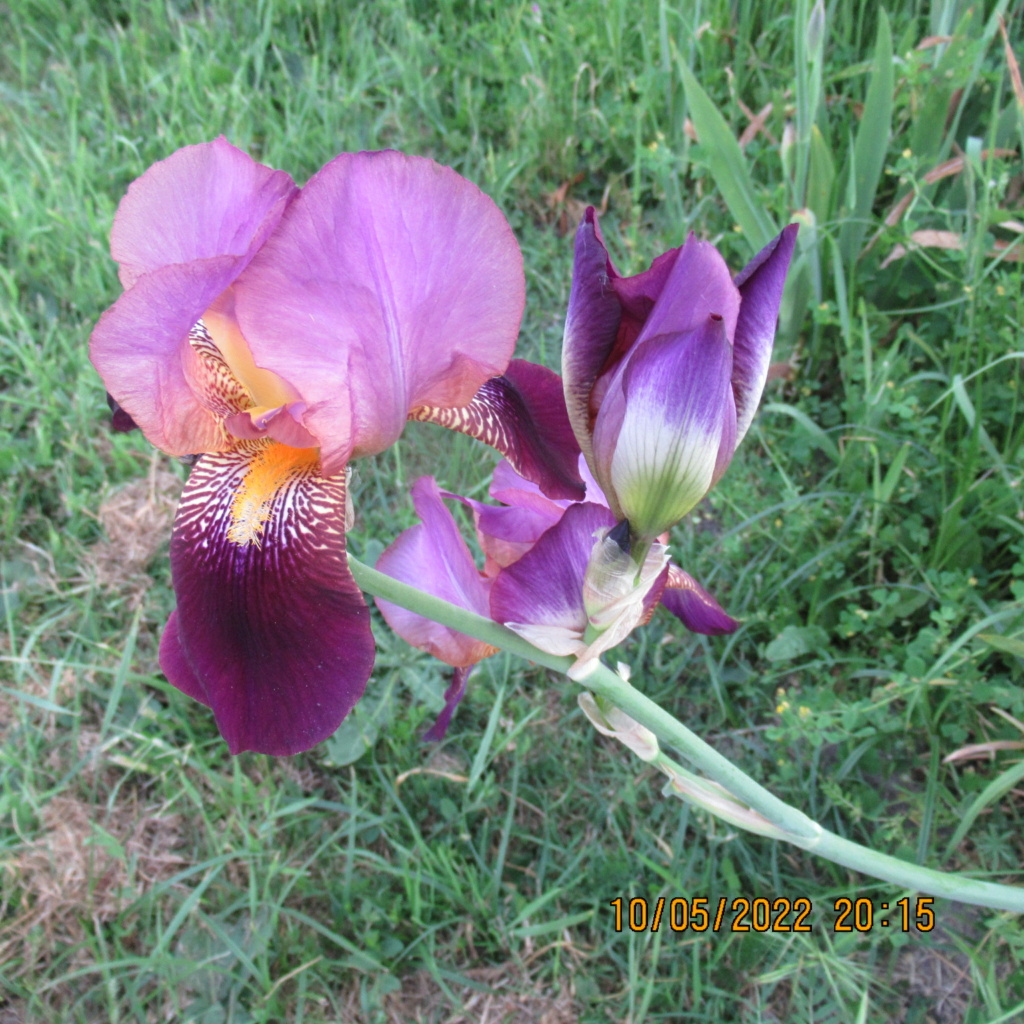 Floraison d'iris de 2017 ....... à 2022 - Page 10 Img_8337