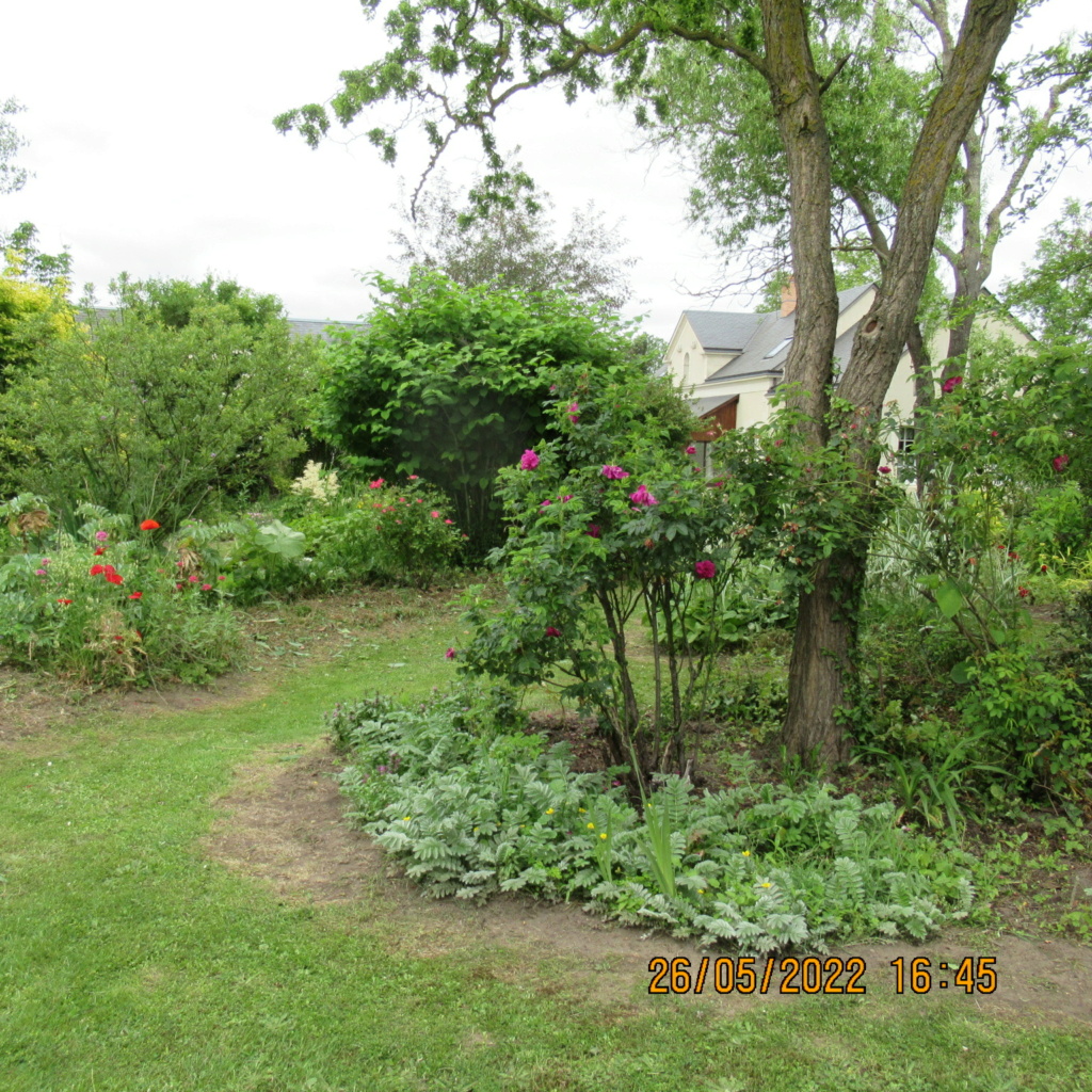 Le jardin de notre amie Evelyne  - Page 3 Img_8419