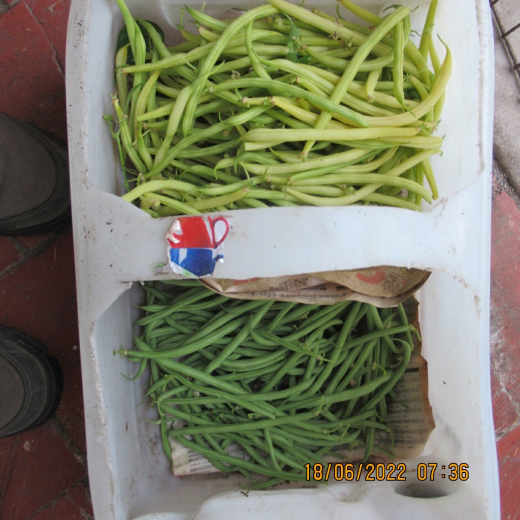 haricot vert - Page 18 Img_8621