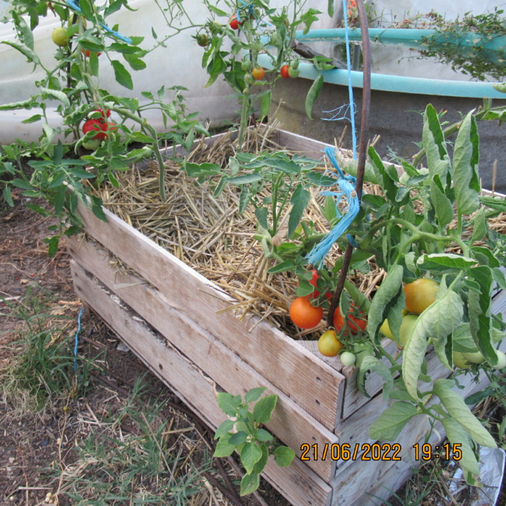 Tomates 2019 à 2023 Img_8717