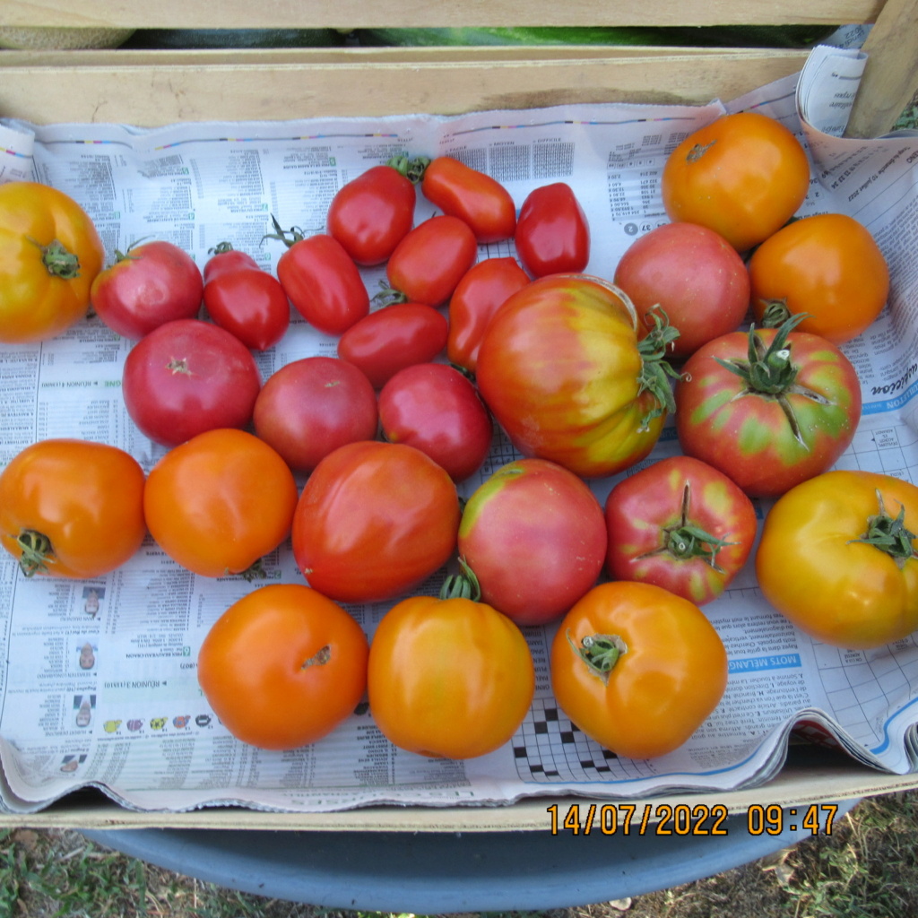 Tomates 2019 à 2023 - Page 3 Img_8934