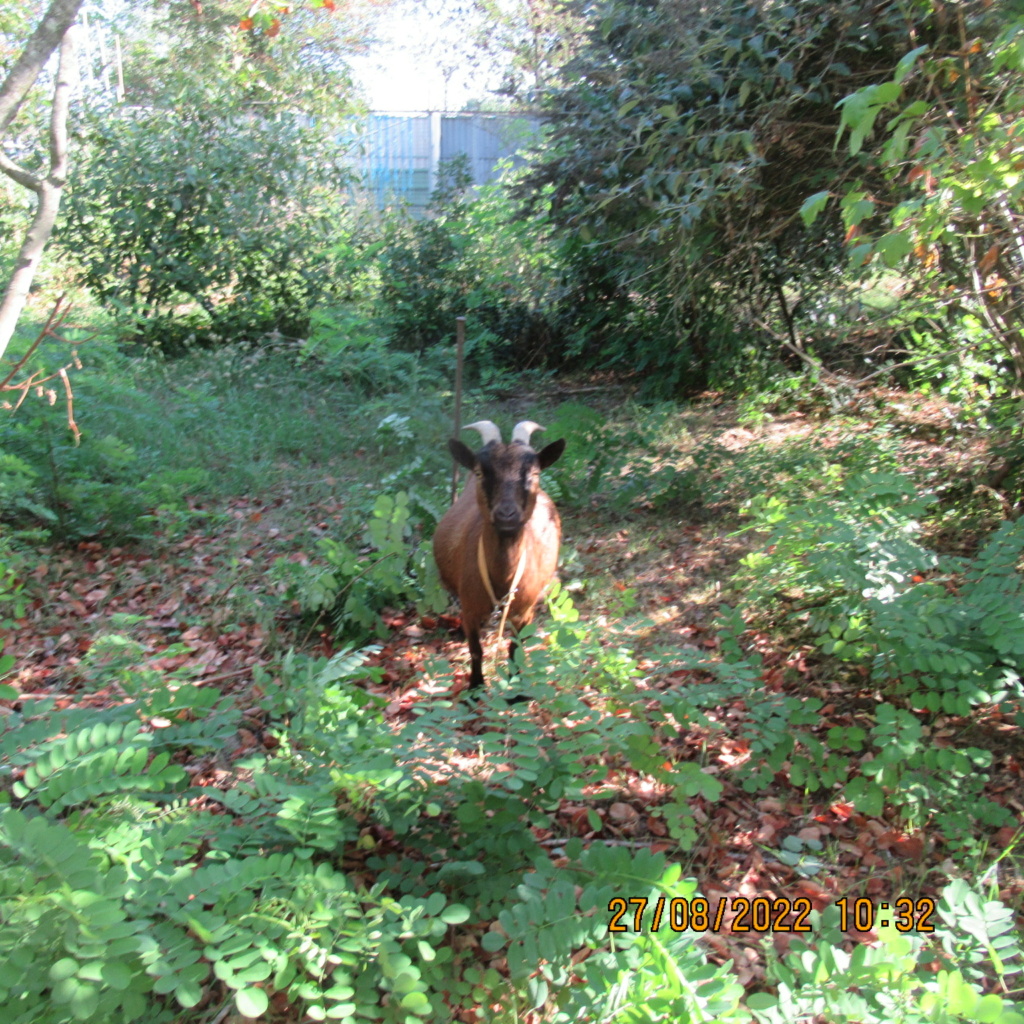 LES COMPAGNONS DE DADIEL - Page 35 Img_9235