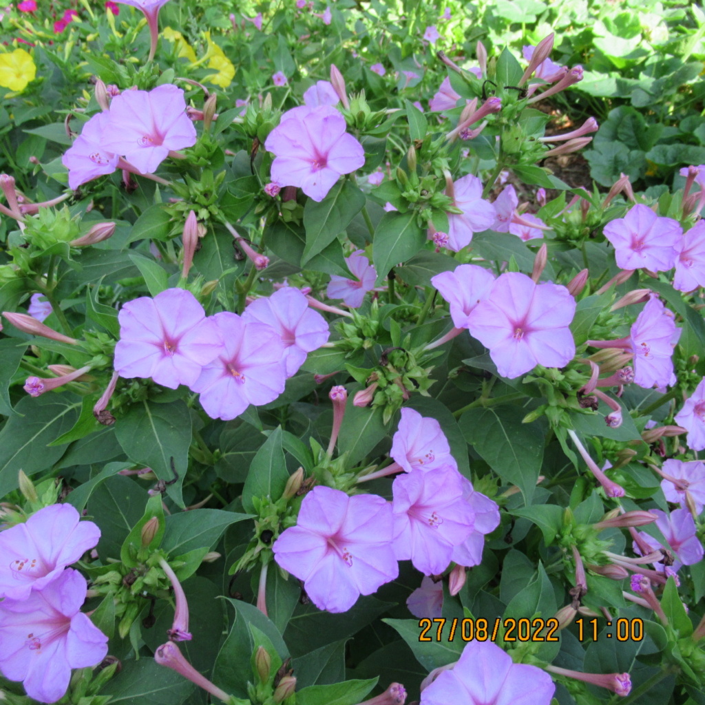 Mirabilis jalapa  ou belle de nuit  - Page 3 Img_9237