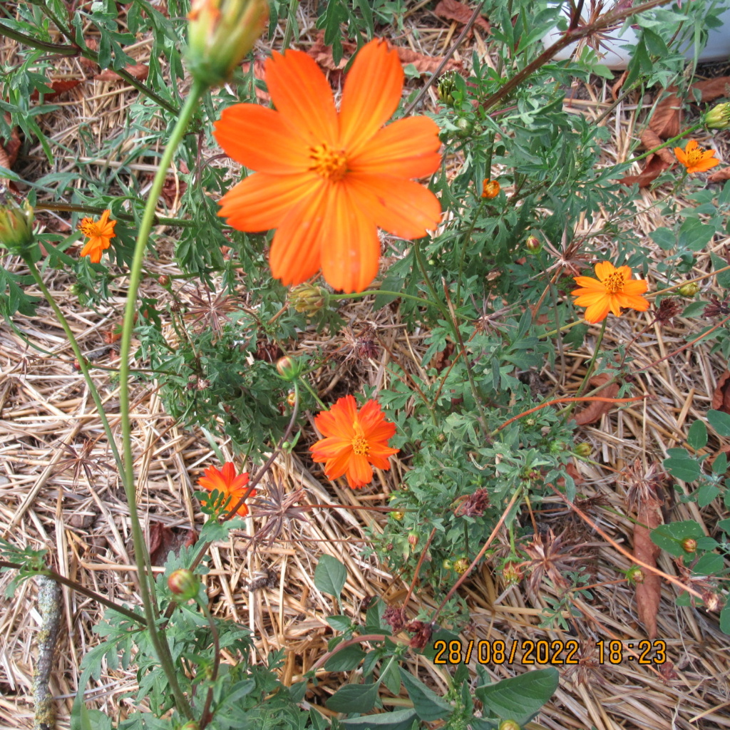 Cosmos sulphureus - Page 4 Img_9338