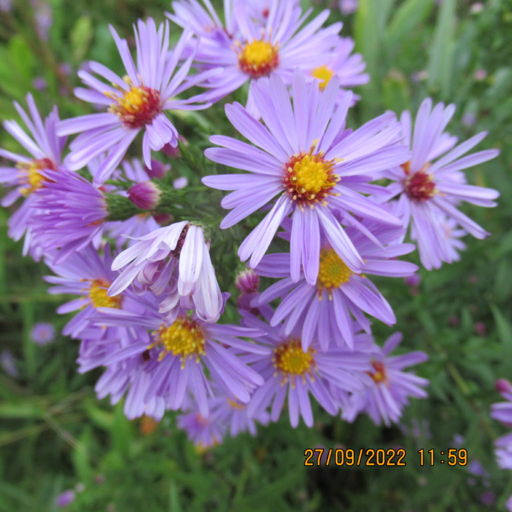 Aster d'automne  - Page 25 Img_9495