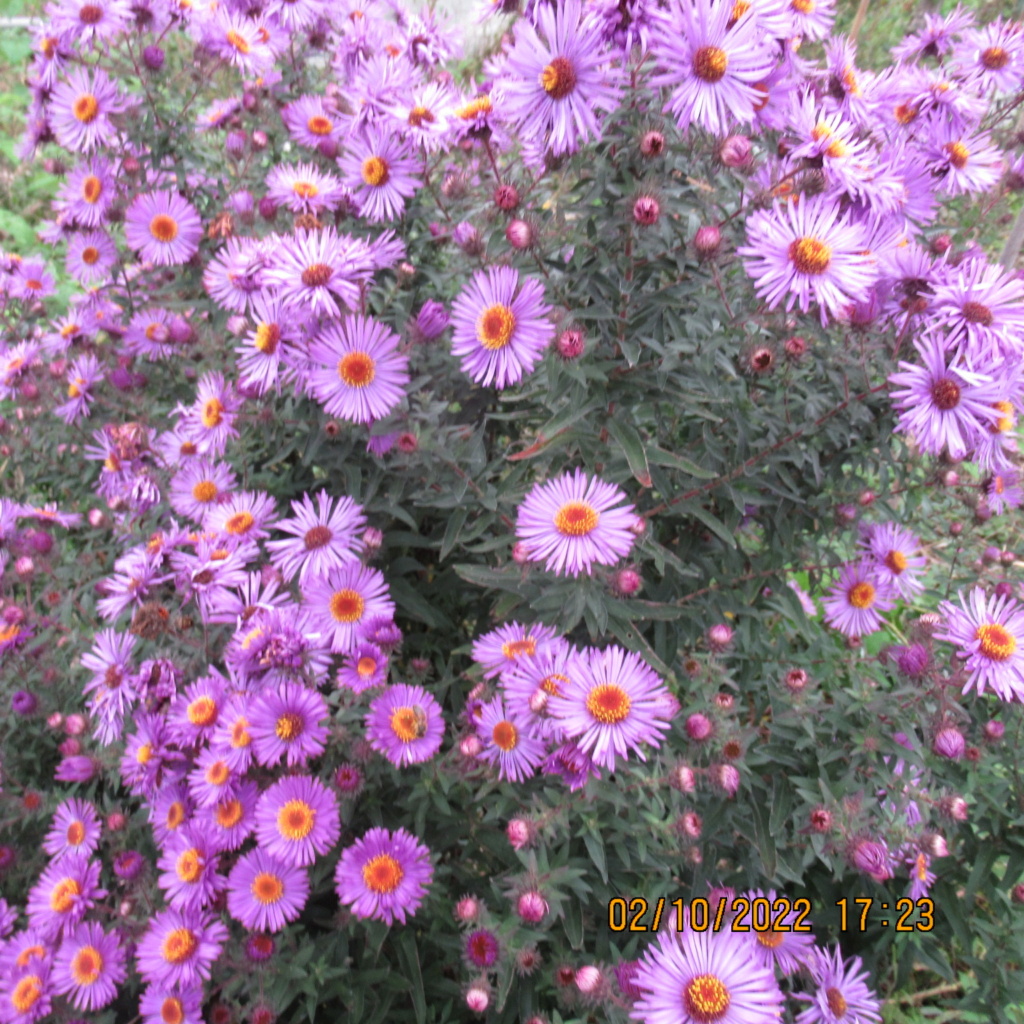 Aster d'automne  - Page 25 Img_9562