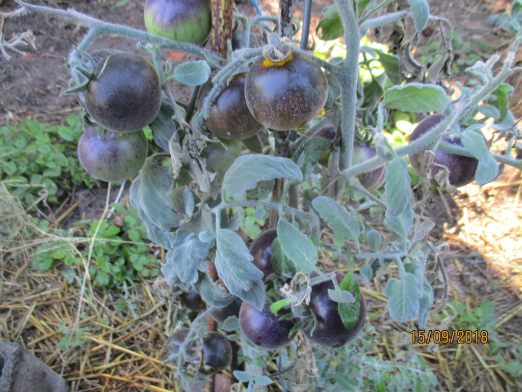 Tomate Yamali Blue Img_9620
