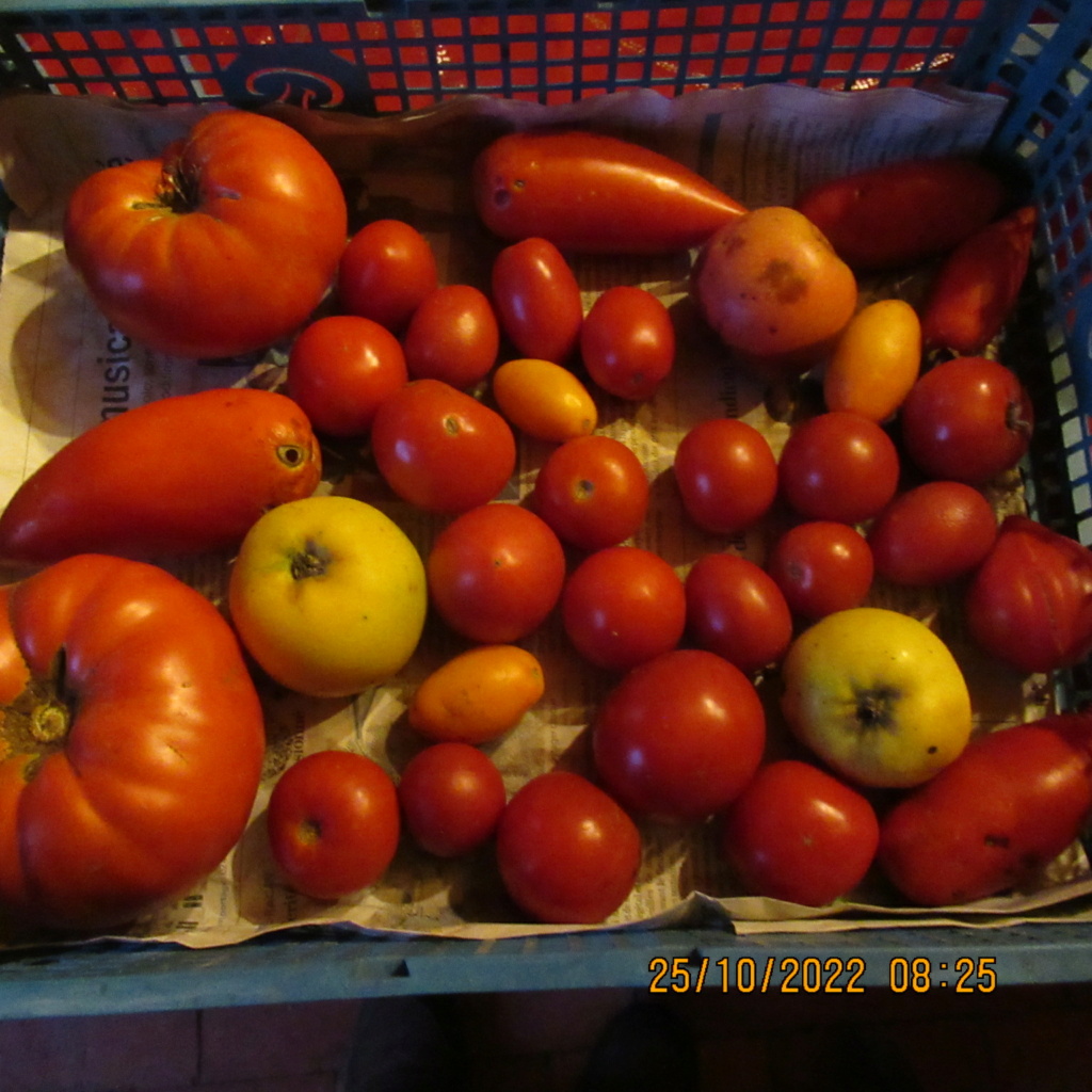 Tomates 2019 à 2023 - Page 8 Img_9740