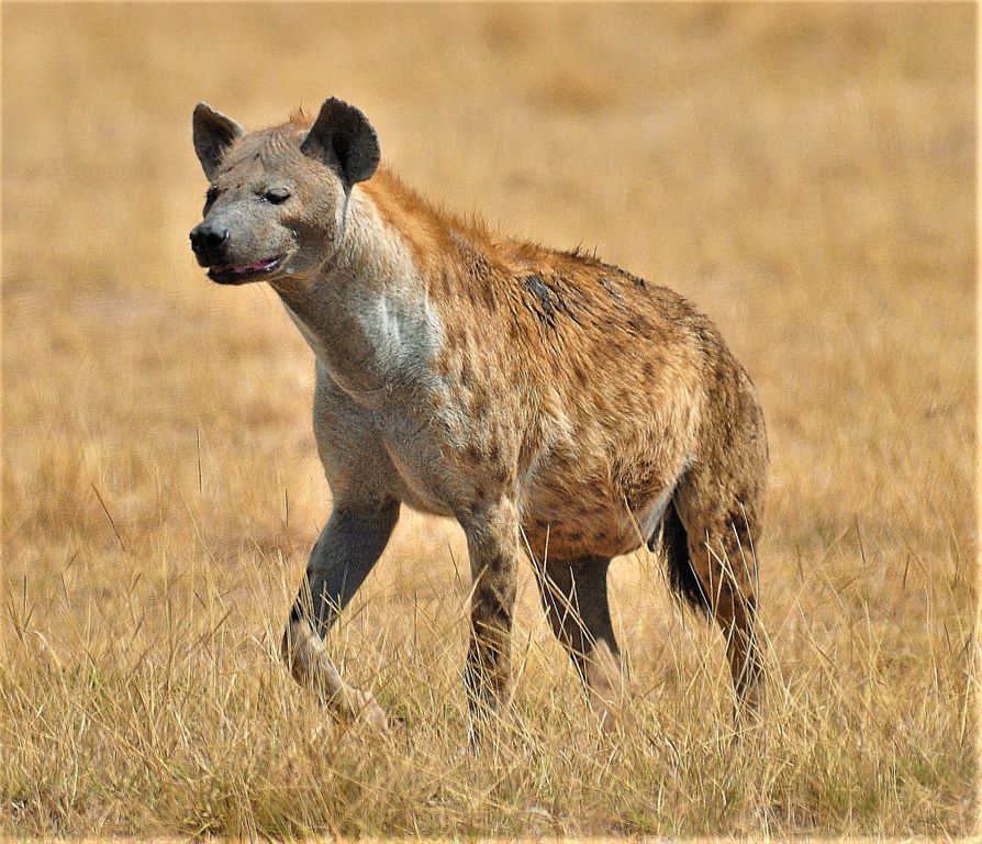 la hyène et le coq Pourqu10