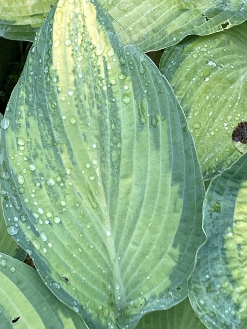 Tummelplatz für Hostaholiker (Hosta - Funkie) - Seite 24 Groz_i14