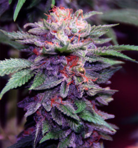 Le Cannabis - Page 4 Purple10