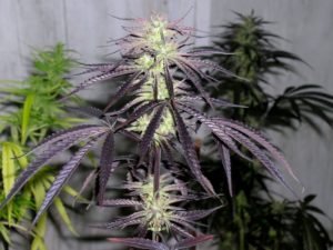 Le Cannabis - Page 4 Purple11