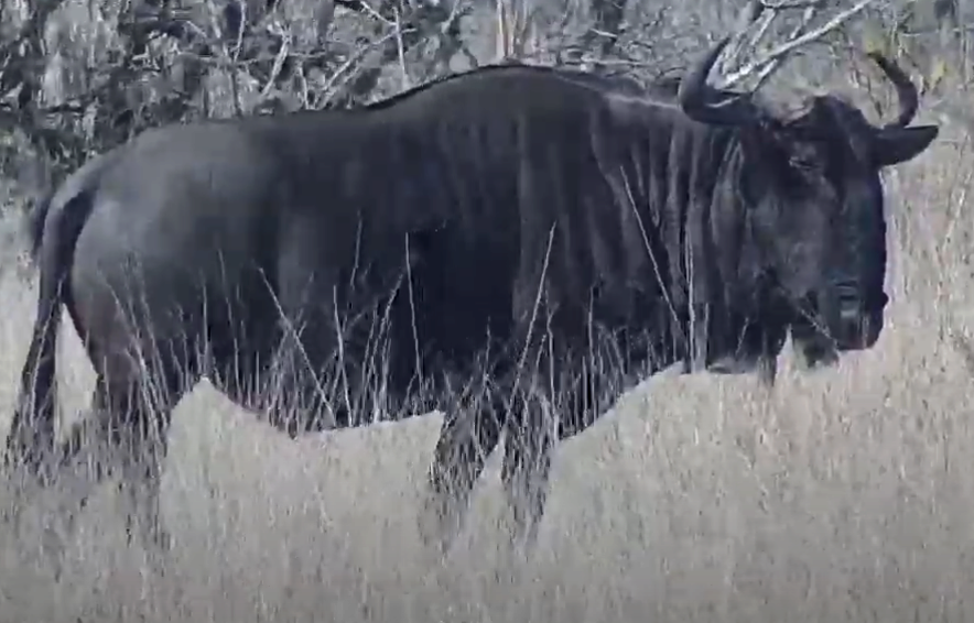 Tembe Live Web Cam Bull10