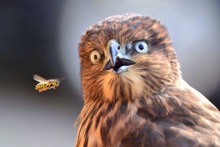 Eagle surprised by a hornet Eagle10
