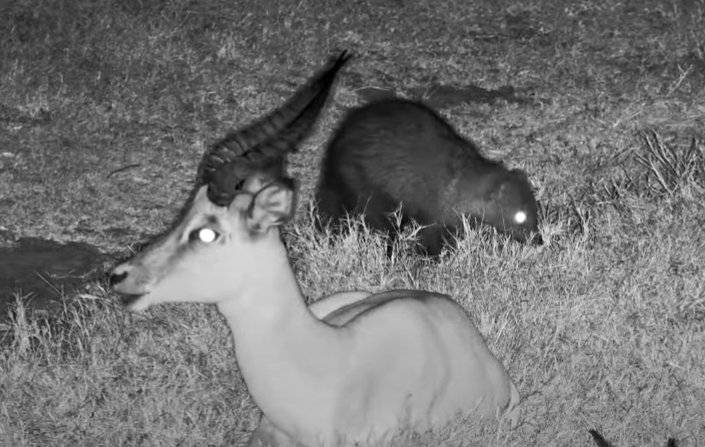 Tembe Live Web Cam Impala10