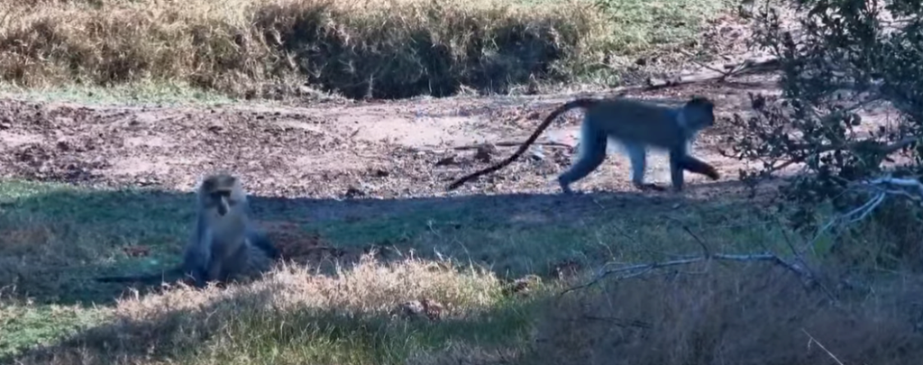 Tembe Live Web Cam Monkey10