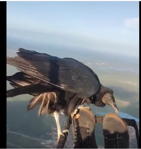 Paraglider and Vulture Vultur10