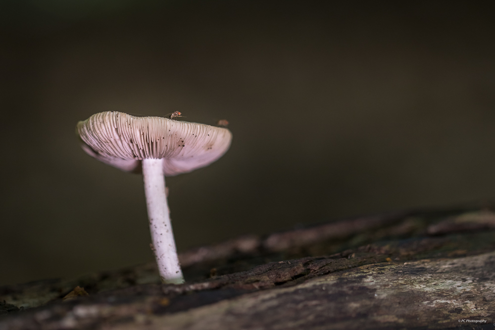 Sortie champignons : Les photos. _mg_2510