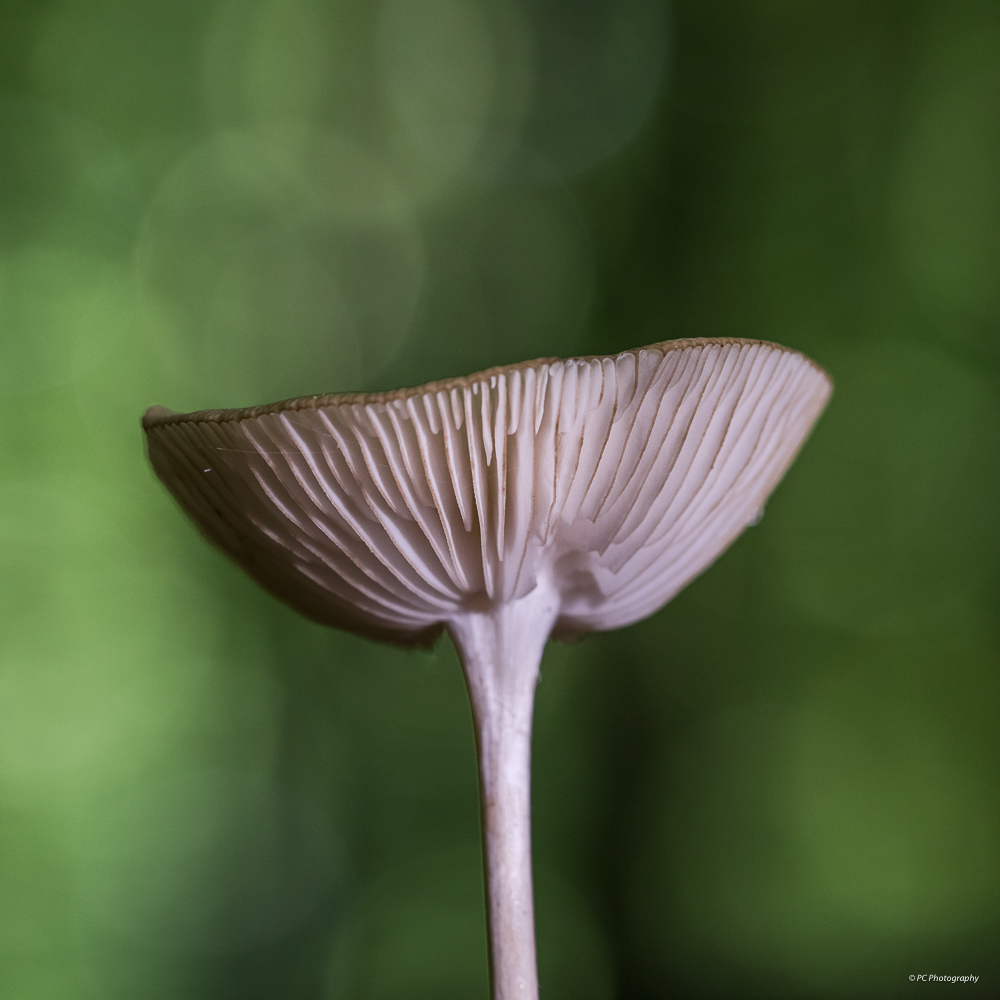 Des champignons que je n'ai pas encore posté _mg_2513