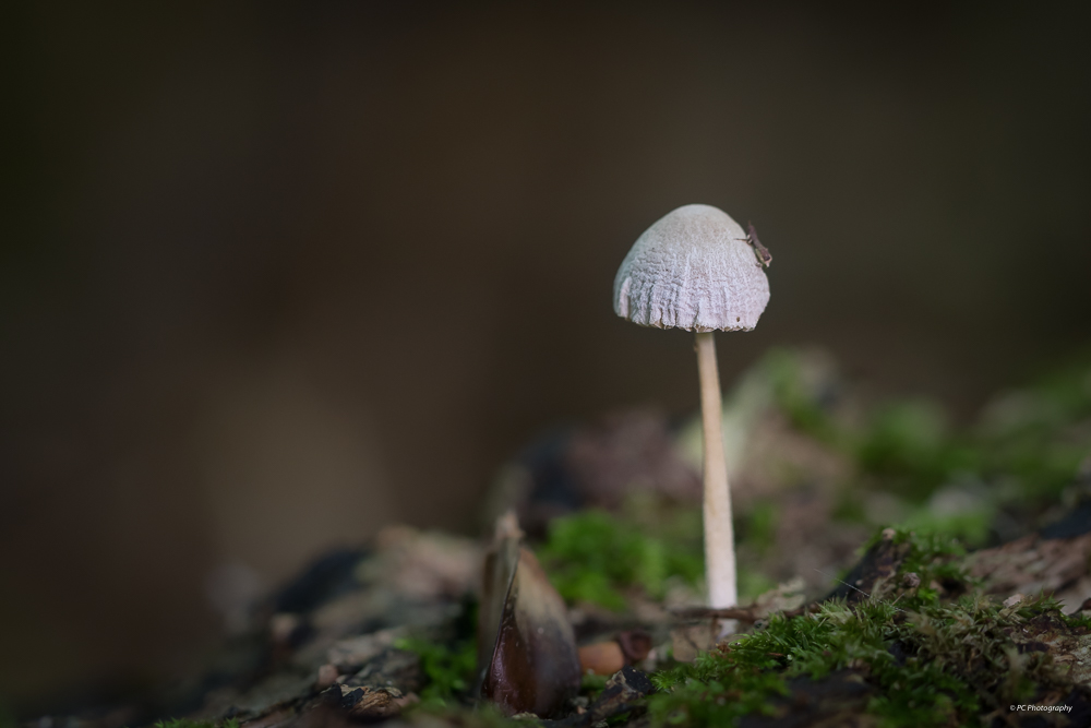 Sortie champignons : Les photos. _mg_2610