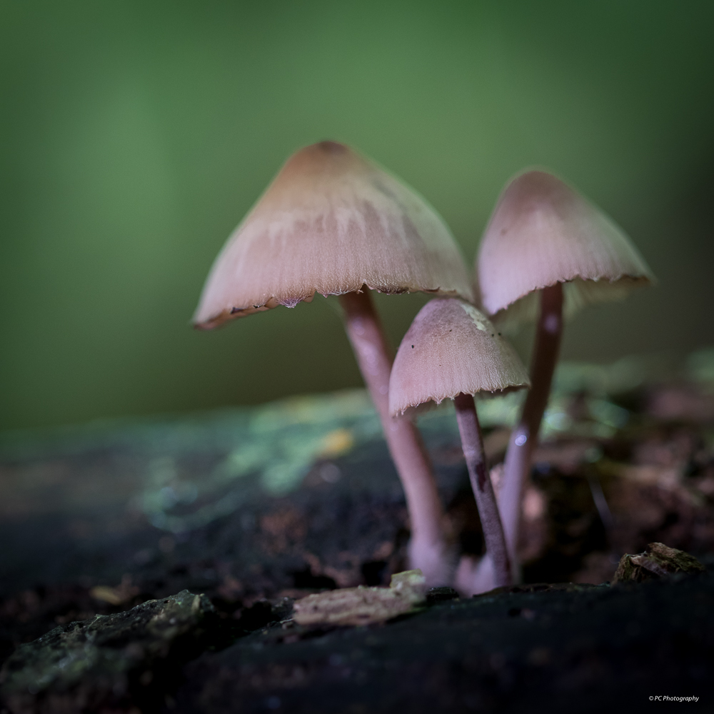 Sortie champignons : Les photos. _mg_2612