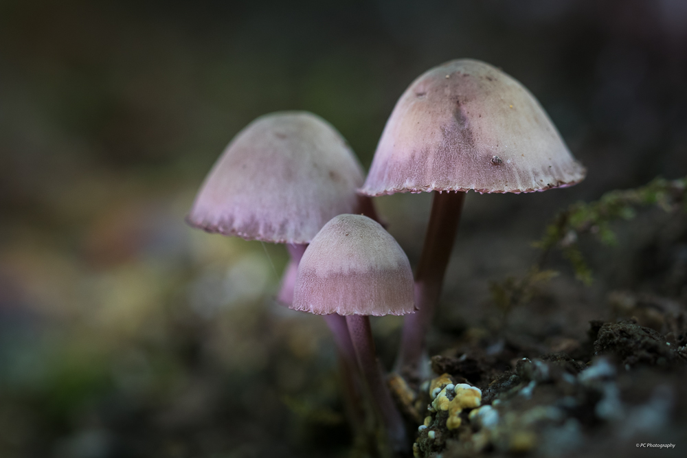 Sortie champignons : Les photos. _mg_2711