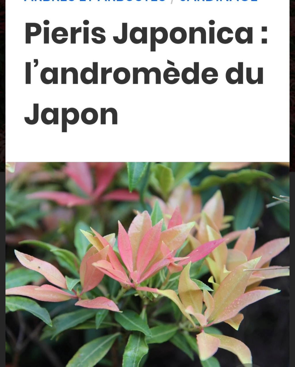 Pieris Japonica - L'Andromède du Japon (Je ne sais ce que c'est? Trouvé par Mistouflette) 20210611