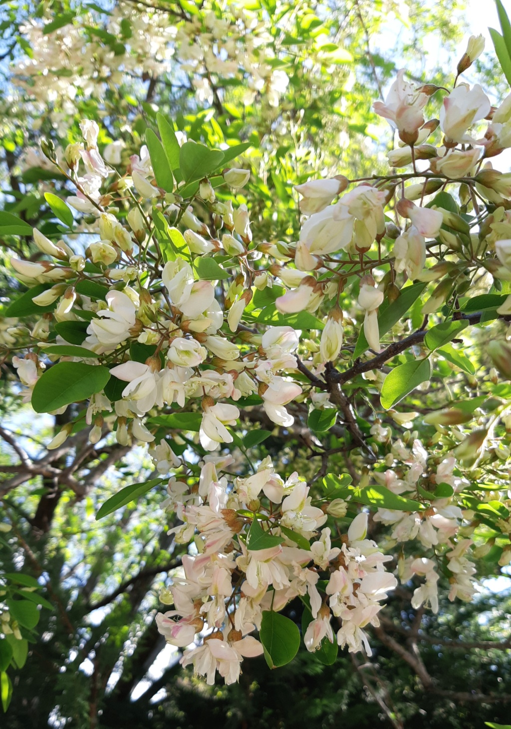 acacia en fleurs (quizz du dimanche trouvé par les brillantes lucioles !) 20220415