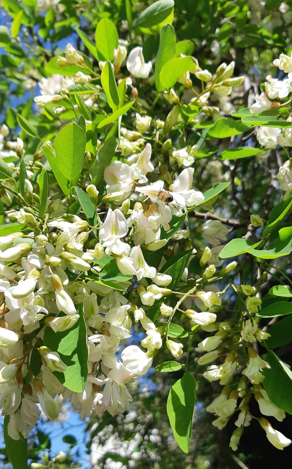 acacia en fleurs (quizz du dimanche trouvé par les brillantes lucioles !) 20220416