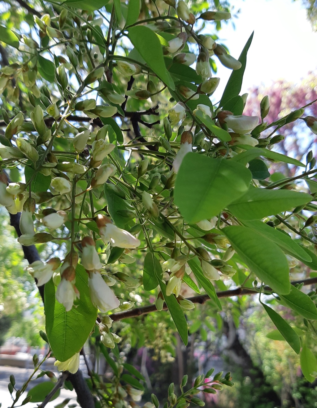 acacia en fleurs (quizz du dimanche trouvé par les brillantes lucioles !) 20220417