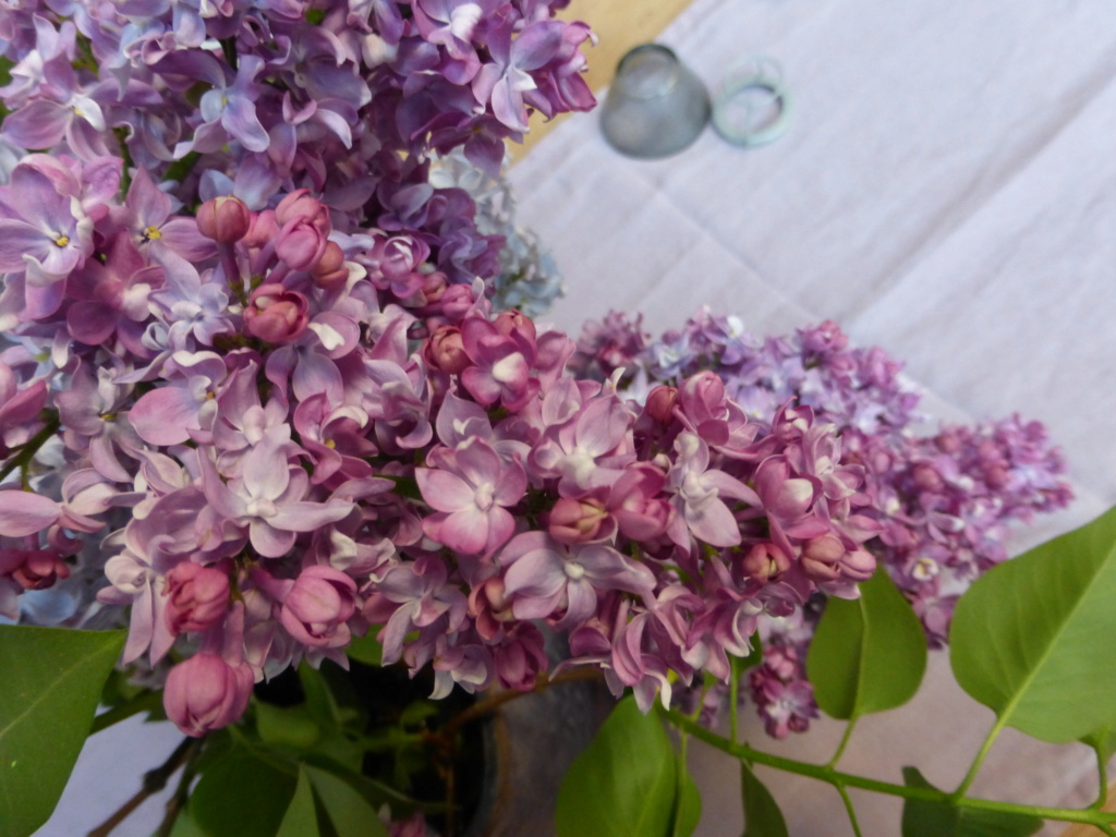gestrame ou lilas des Indes splendire (le casse-tête du weekend :-) trouvé par Mistouflette !) P1020410