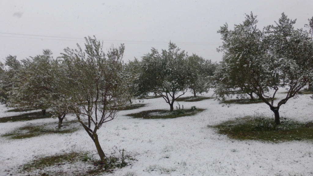 Ma Provence sous la neige P1040612
