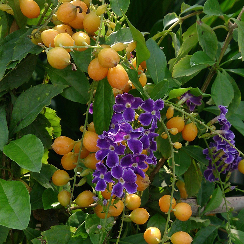 vanillier de Cayenne (une devinette ! Bravo Mistouflette!) Vanill10