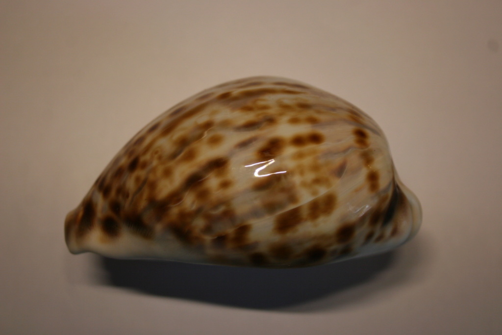 Cypraea_tigris_Linnaeus, 1758 Cyprae56