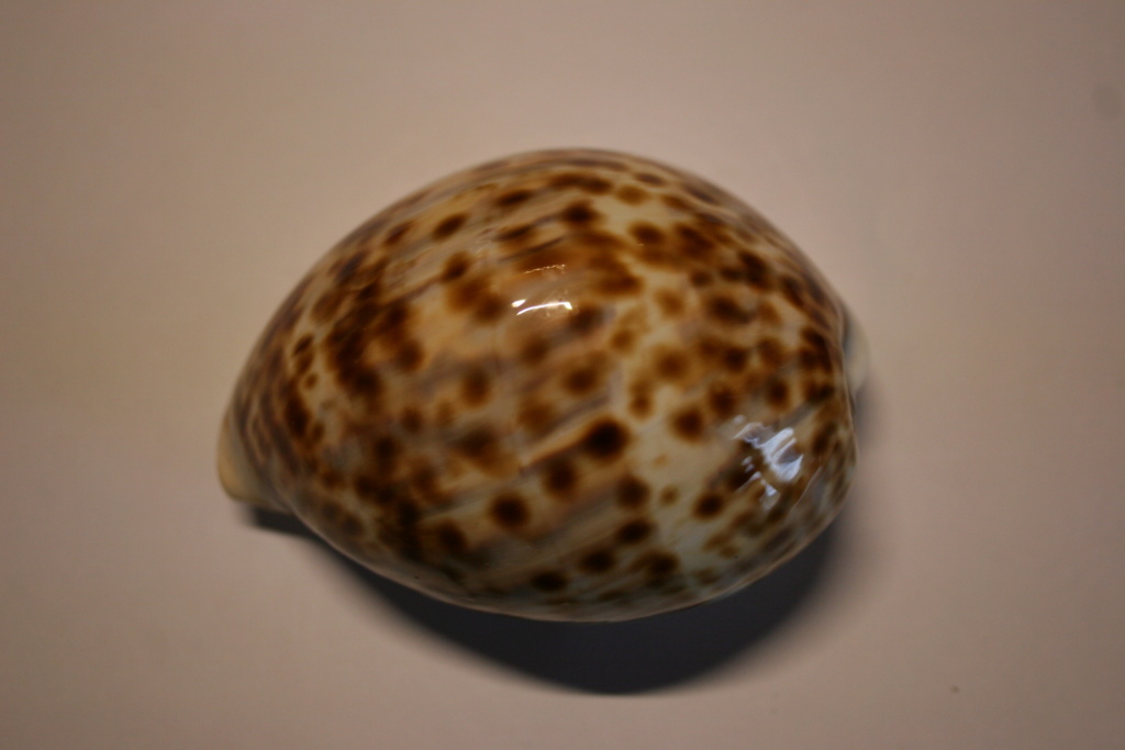 Cypraea_tigris_Linnaeus, 1758 Cyprae77