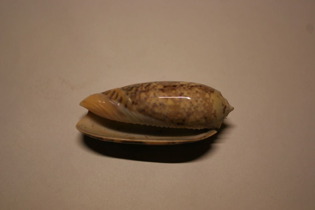 Miniaceoliva tremulina (Lamarck, 1811) Oliva_23