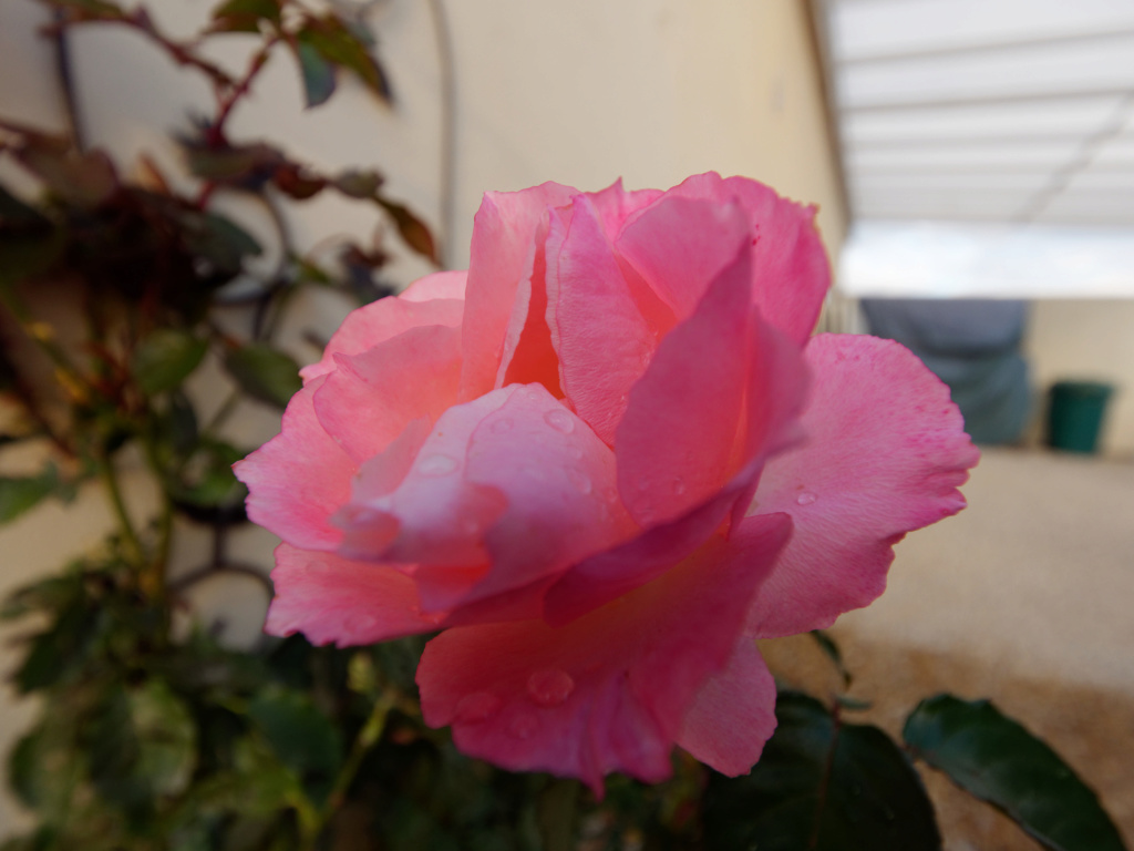 Dernières roses. P1022010