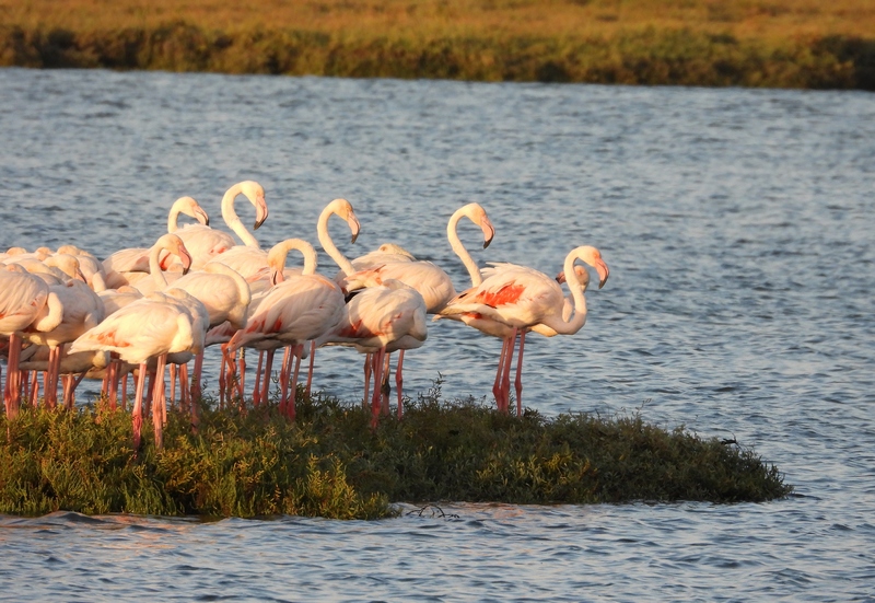 Flamingos 24010
