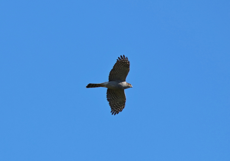 Fórum Aves - Birdwatching em Portugal - Portal 513