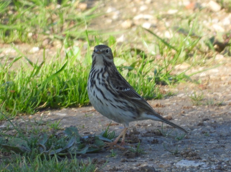 ID de vários tipos de aves 611