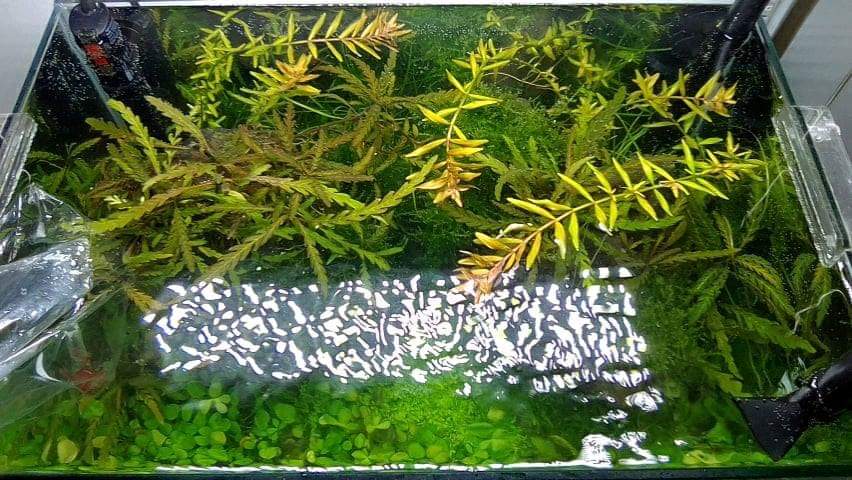 Projet micro fish 6ff2e810