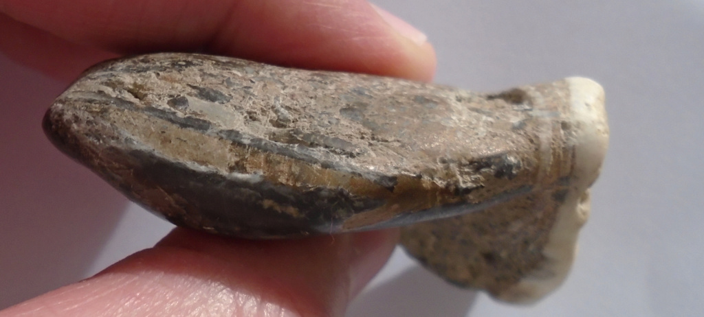 Identification Fossil13