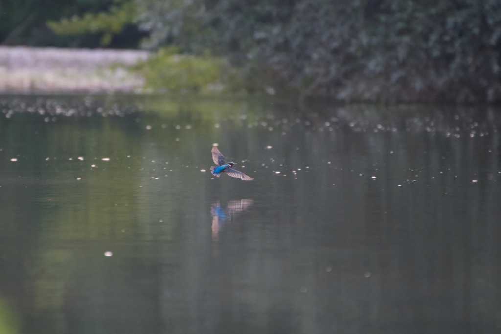 Le bord d'une rivière _dsc0315