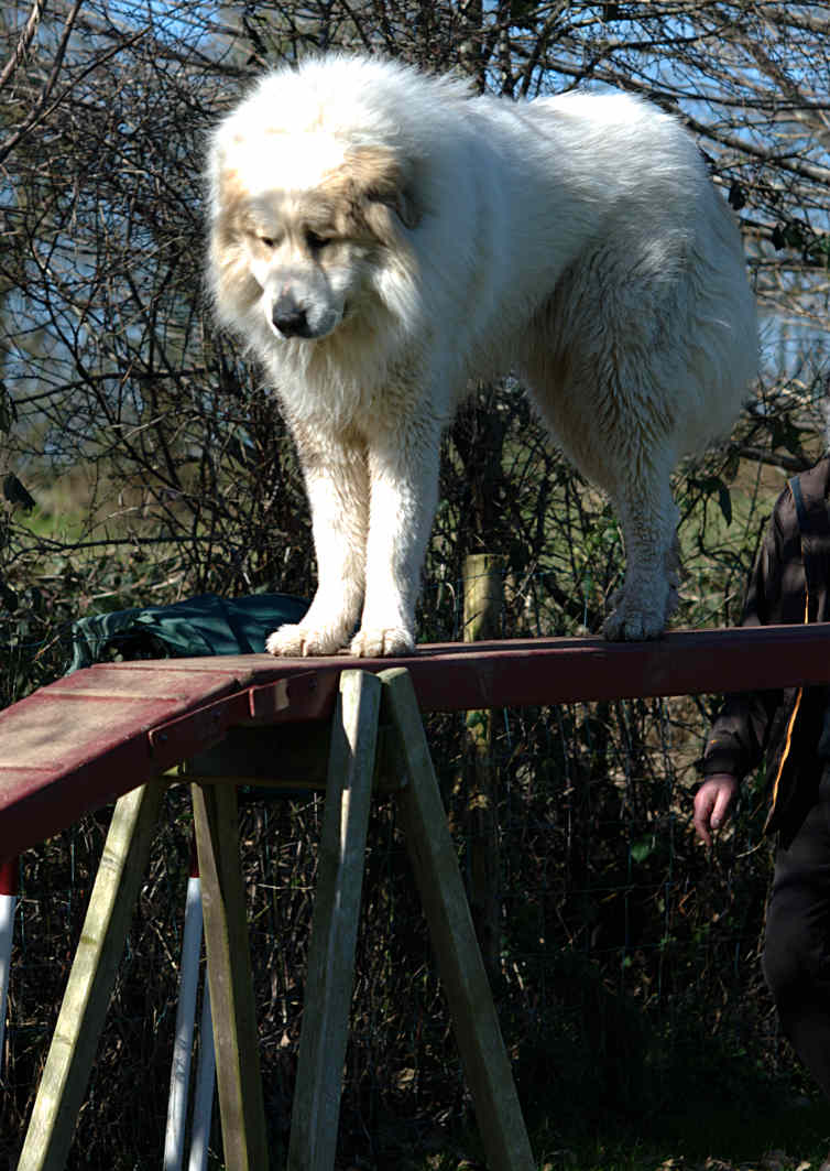 Mon petit chien Garday19