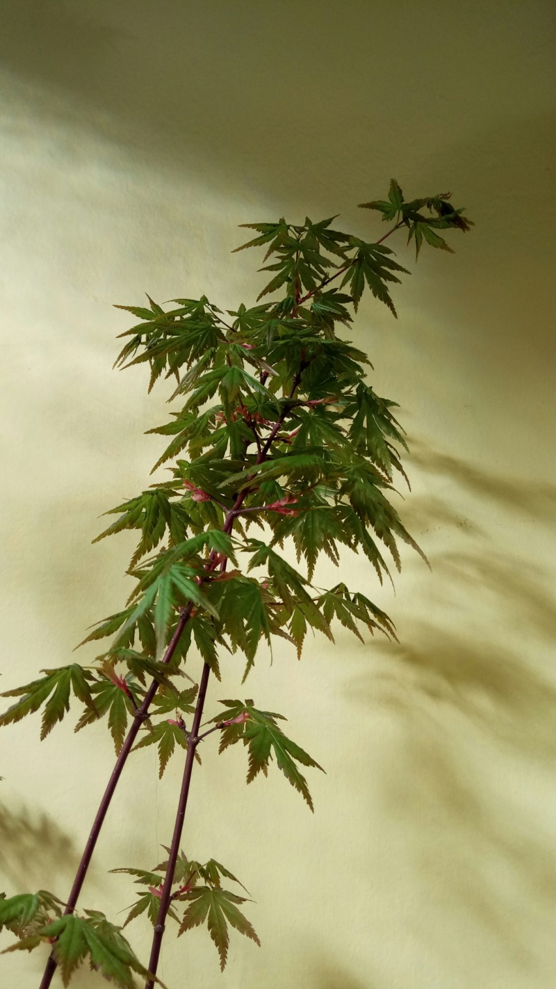 Acer palmatum - Hojas decaidas 20190316