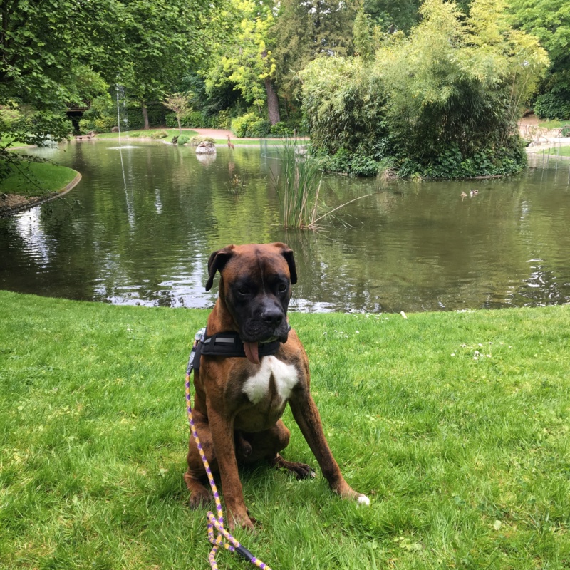 LUCKY BOXER MÄLE DE 4 ANS Ee854710