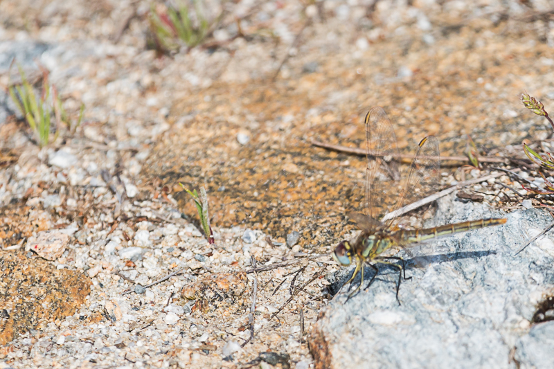 [Sympetrum fonscolombii] Sympetrum de fonscolombe??? à Locmiquélic 20190620