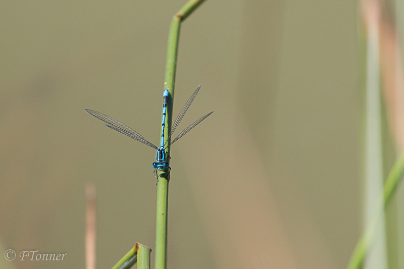 [Coenagrion puella] Agrion jouvencelle? Ou pas 20190713