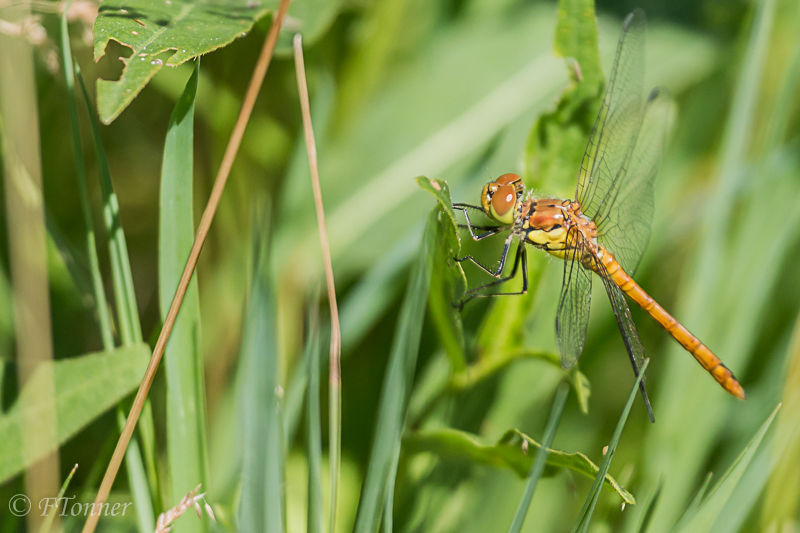 [Sympetrum striolatum] Confirmation Sympetrum fascié (strié) ? 20190714